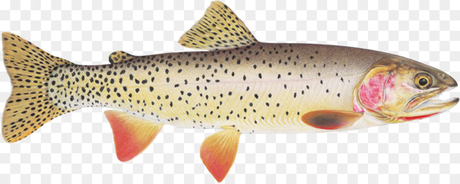 trout clipart cutthroat trout