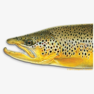 trout clipart cutthroat trout