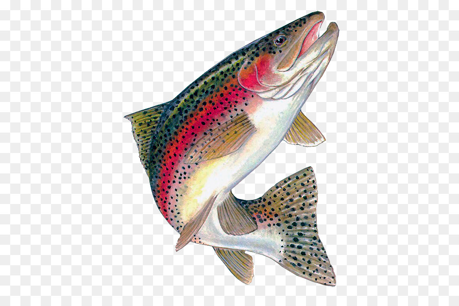 trout clipart fresh water fish
