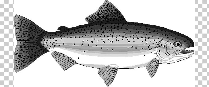 Rainbow salmon png black. Trout clipart gray fish