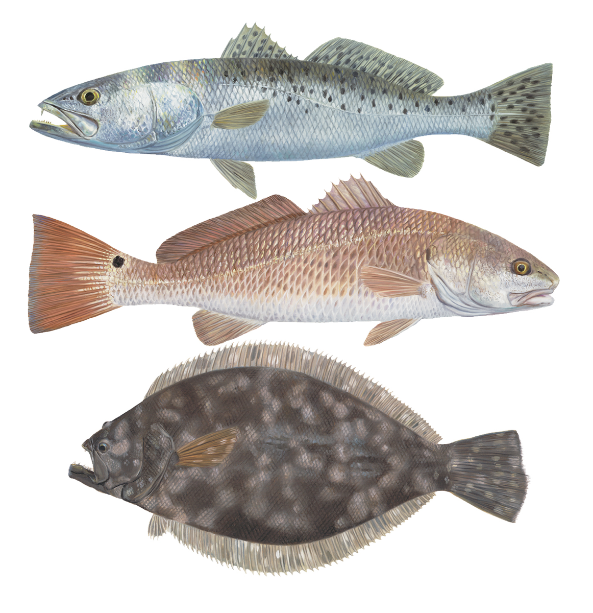 trout clipart jumping