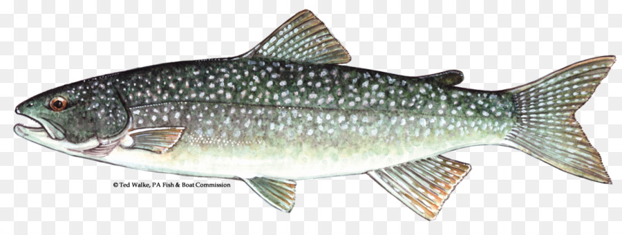 trout clipart lake trout