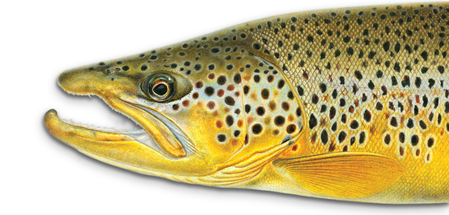 trout clipart painting