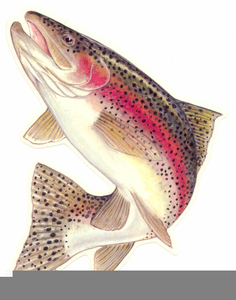 trout clipart rainbiw