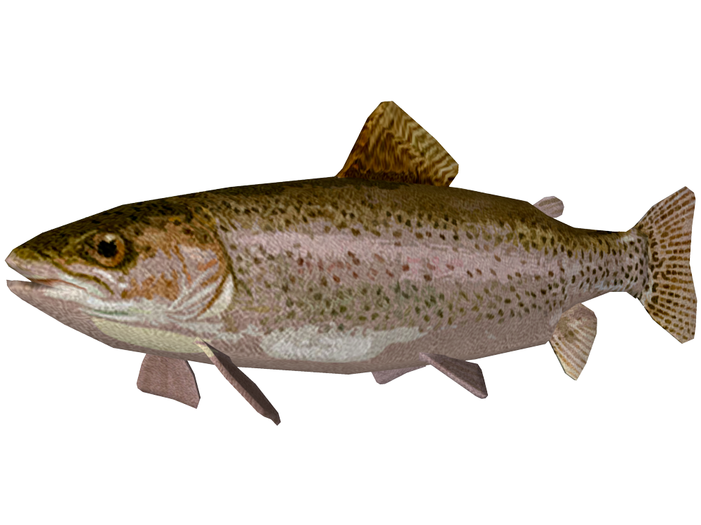 trout clipart rainbiw