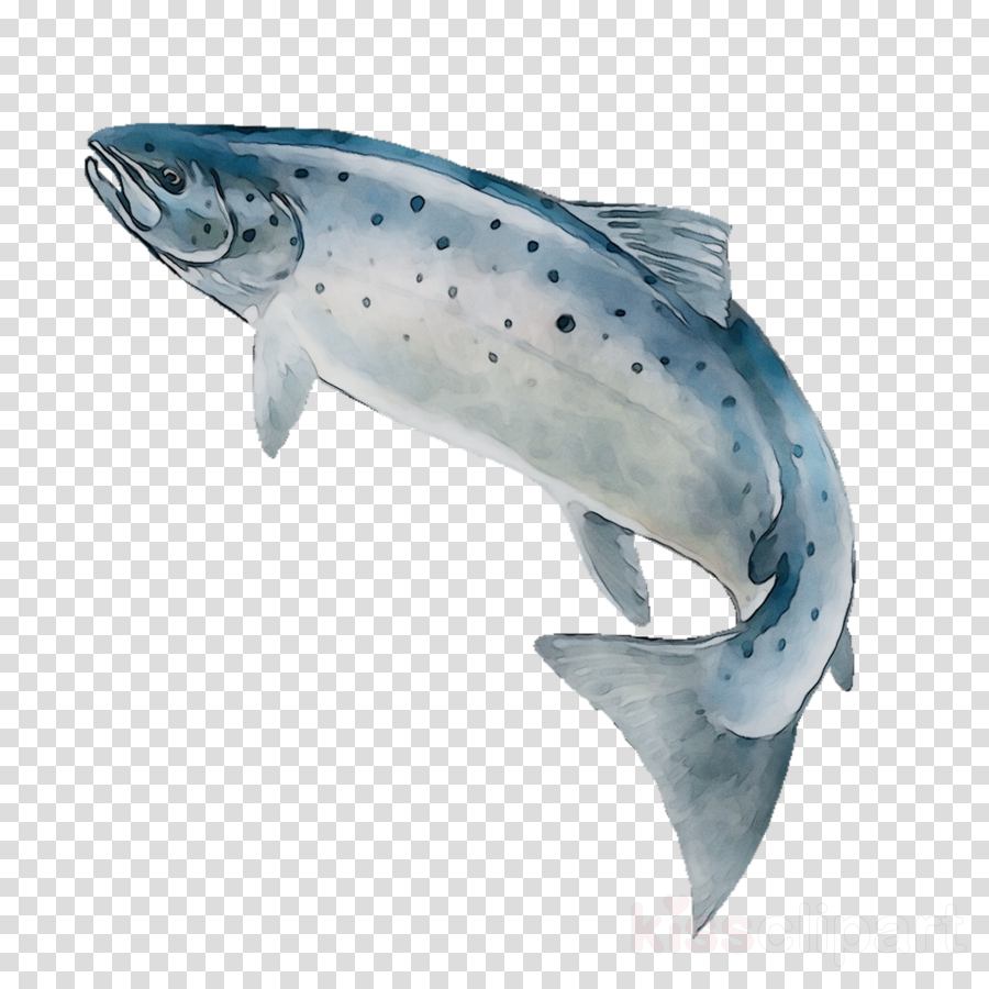 trout clipart silver fish