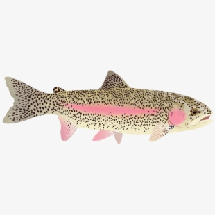trout clipart speckled trout