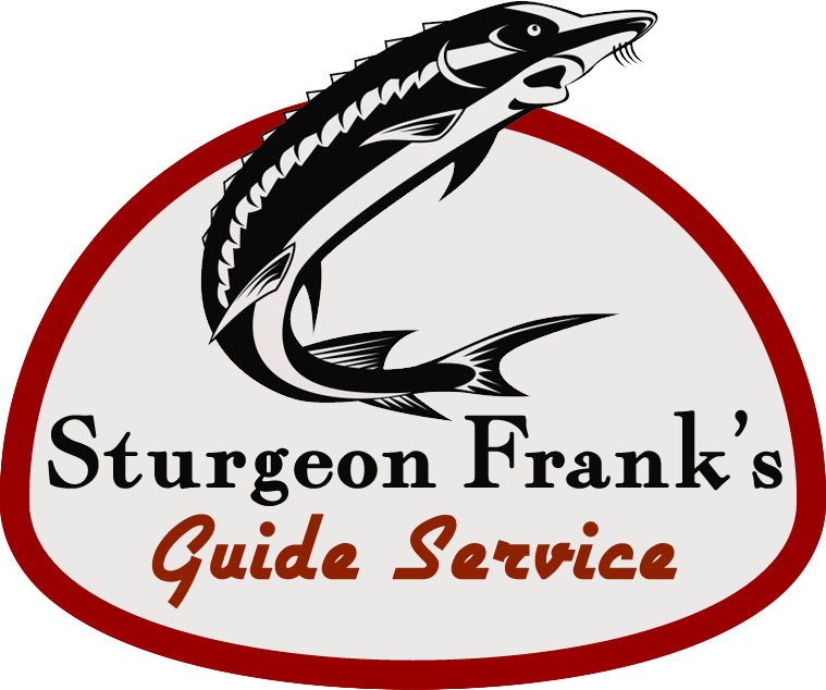trout clipart sturgeon fish
