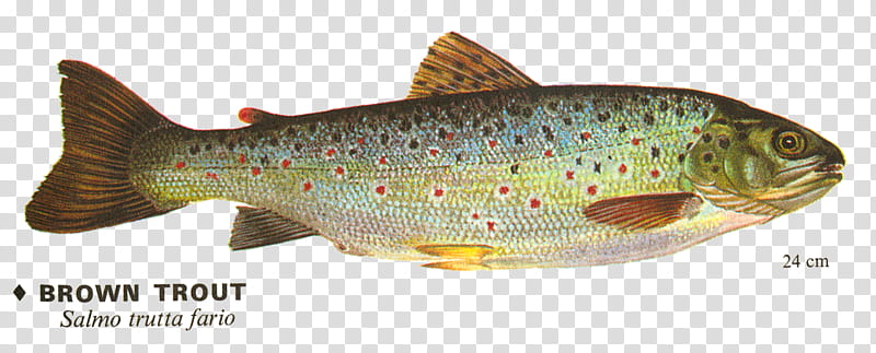 trout clipart trout fish