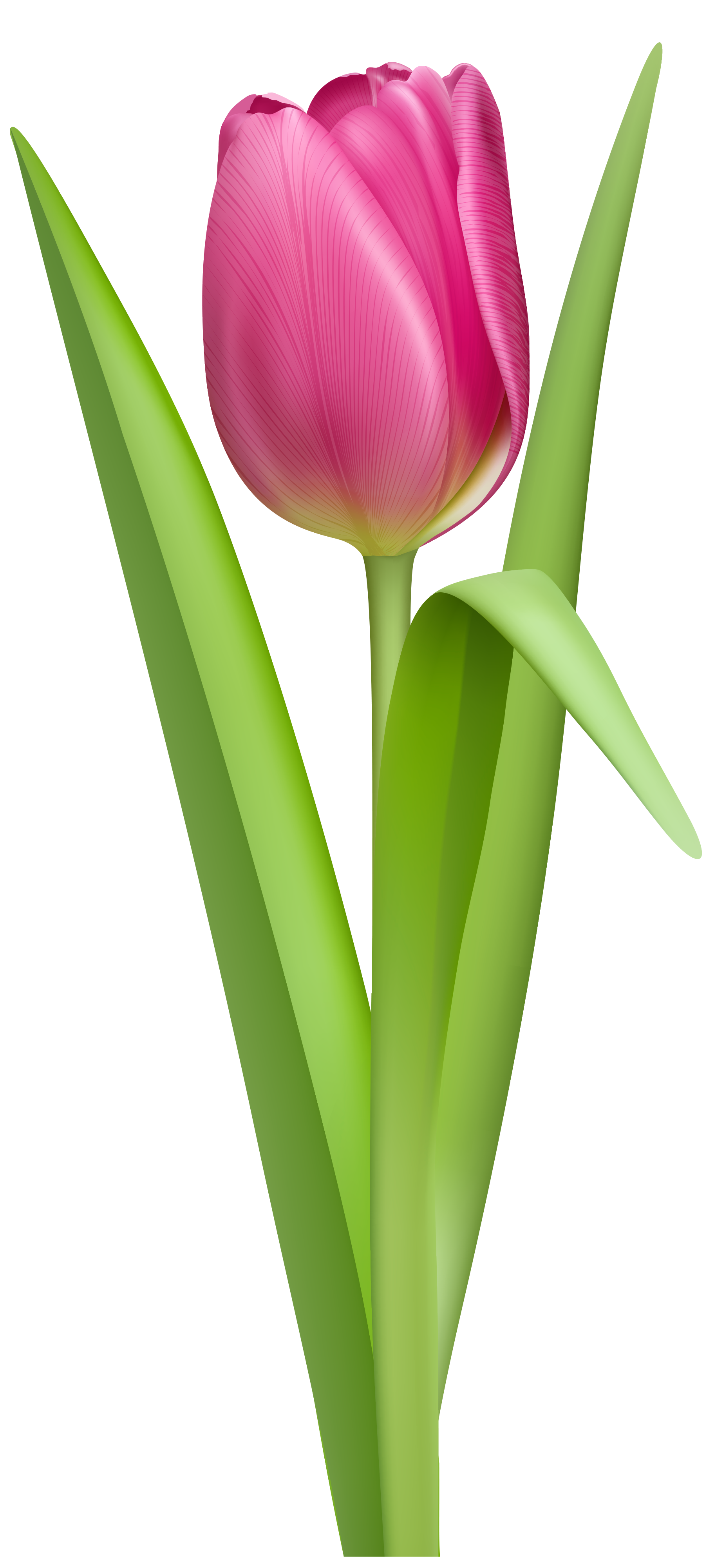 Leaves clipart tulip, Leaves tulip Transparent FREE for ...