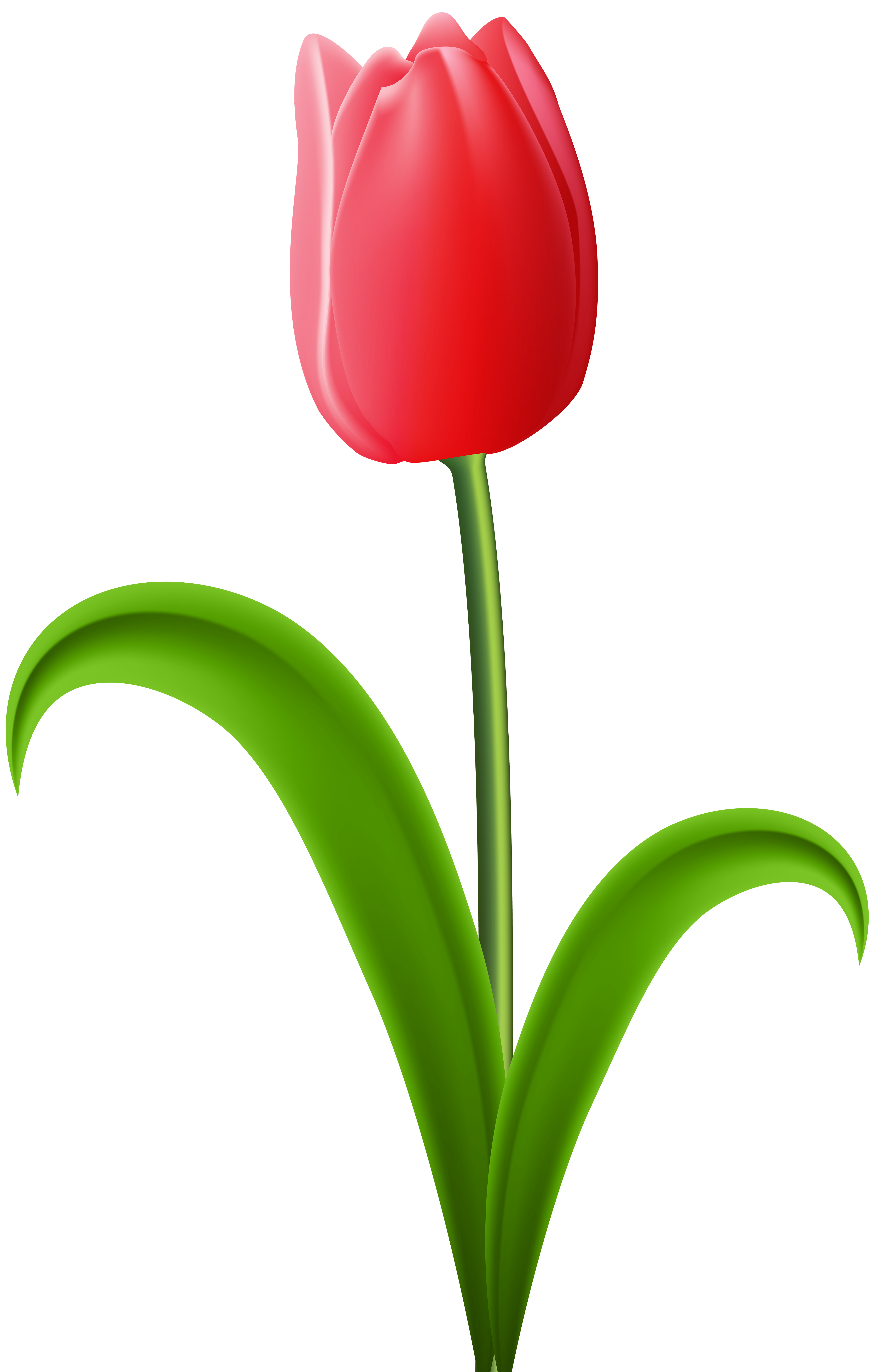 Tulip clipart. Red transparent png clip