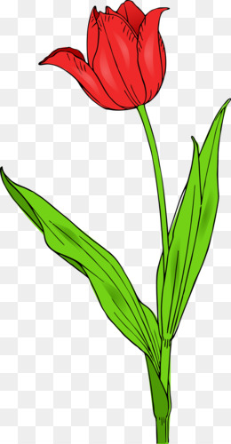 Tulip clipart. Free download tulipa gesneriana