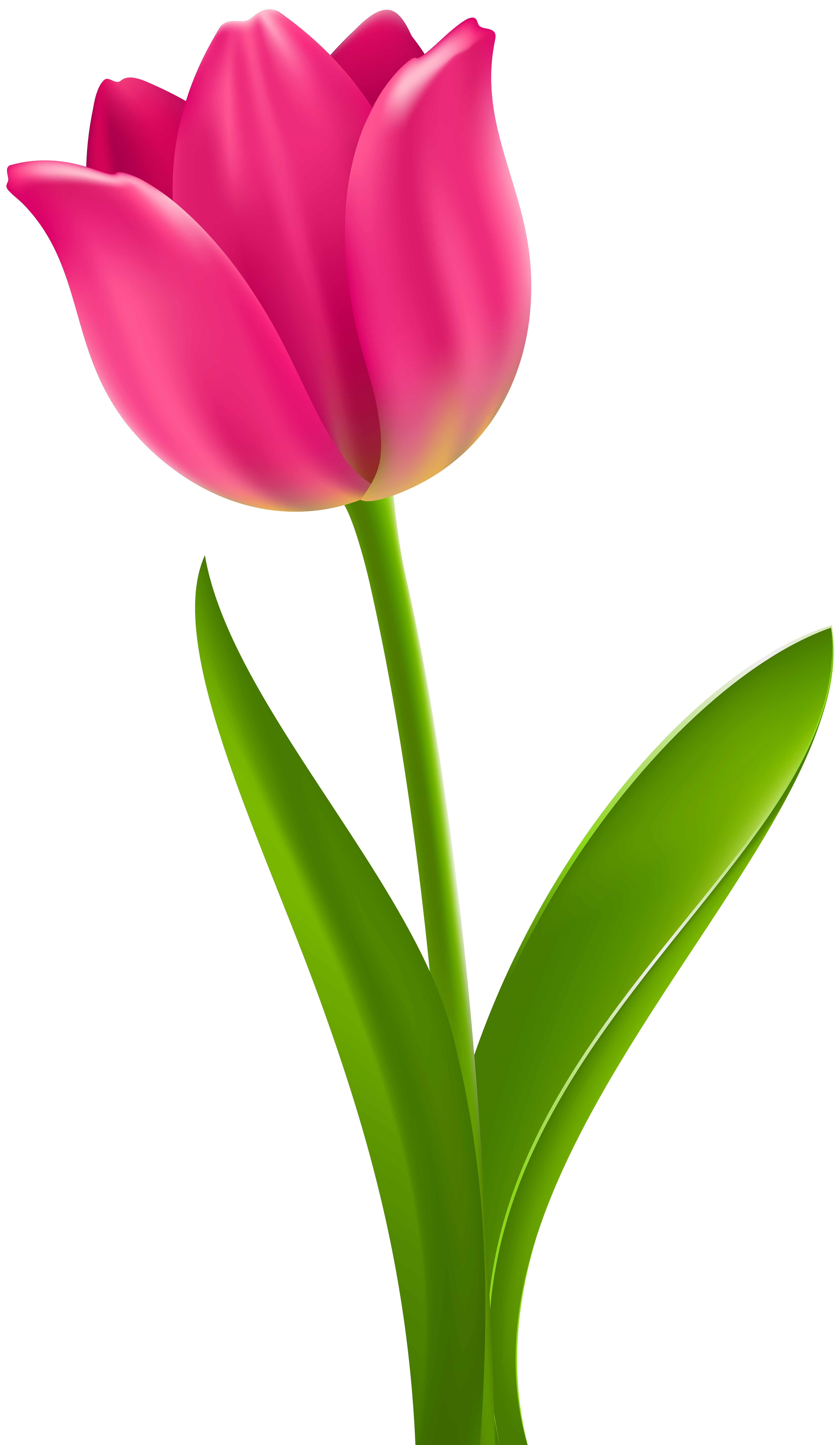 Tulips clipart. Pink tulip transparent clip