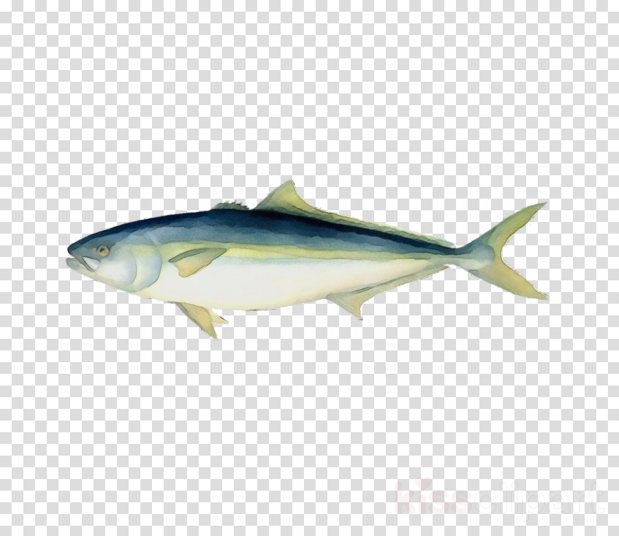 Fish fin yellowtail bony. Tuna clipart amberjack