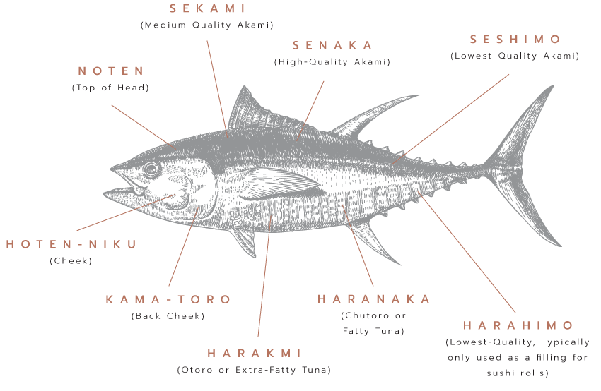 tuna clipart bluefin tuna