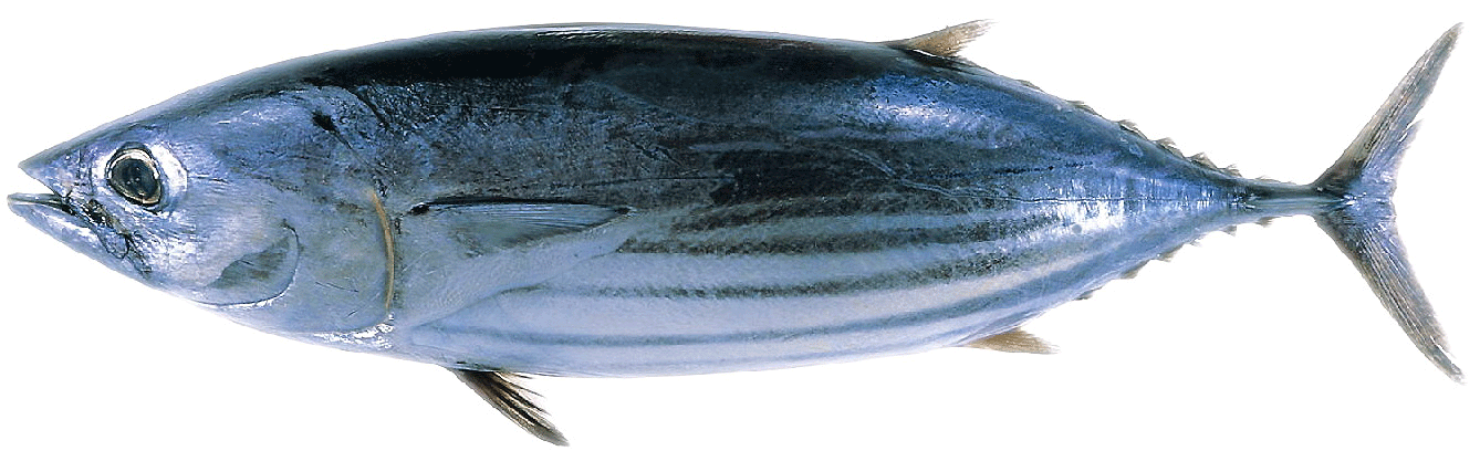 Tuna clipart bonito. Wels catfish world of