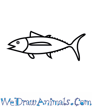 Tuna clipart drawn. How to draw an