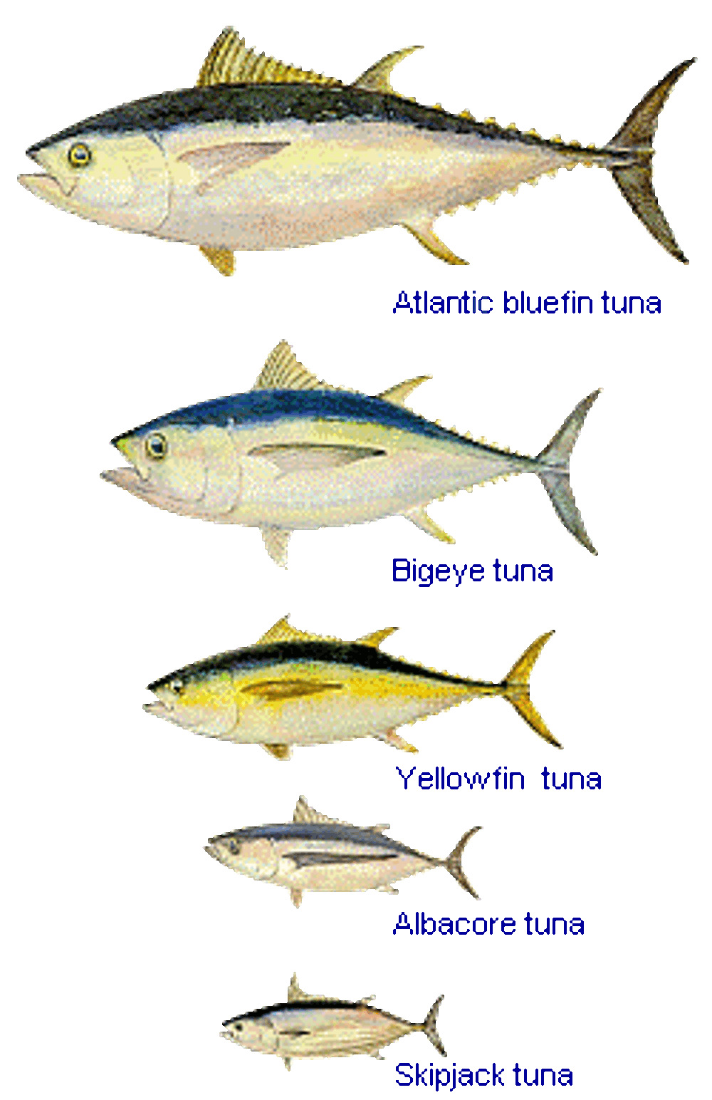 Sustainable shopping how to. Tuna clipart fresh fish