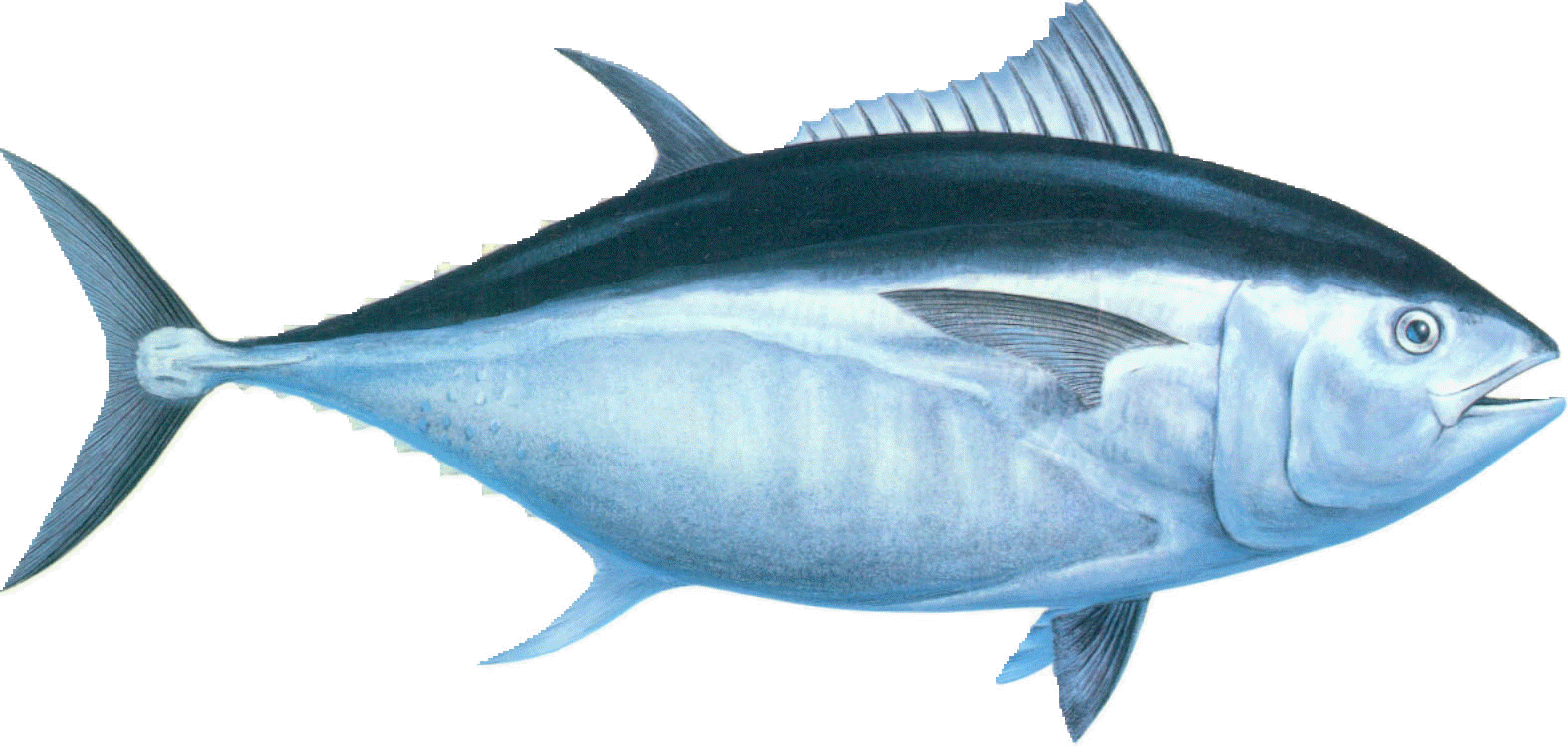 Tuna clipart fresh fish. Bluefin google search endangered