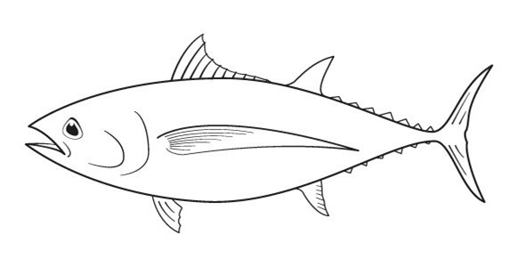 tuna clipart outline