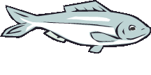 tuna clipart silver fish