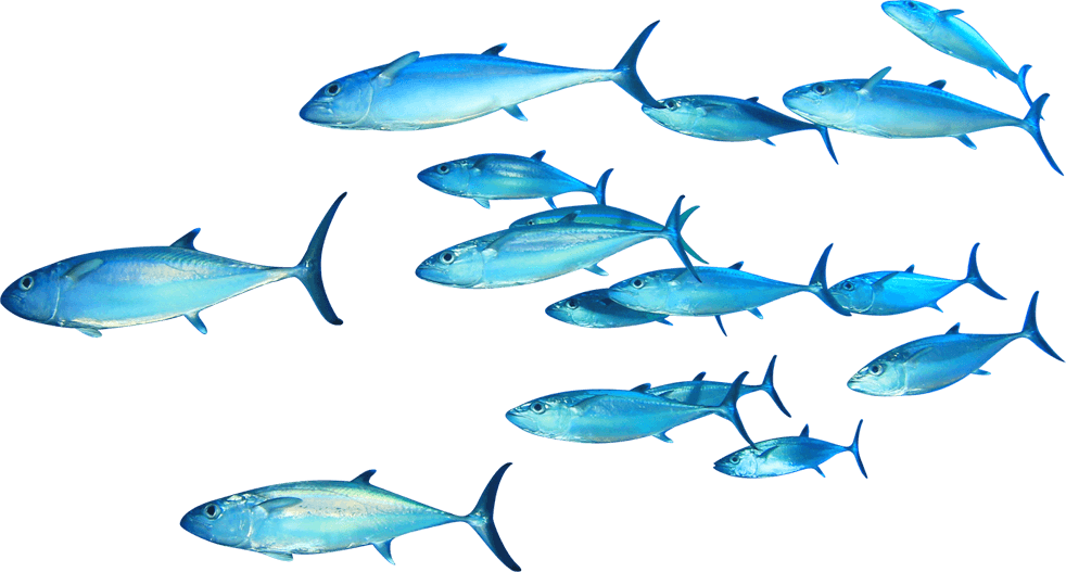 Download Tuna clipart tuna fish, Tuna tuna fish Transparent FREE ...