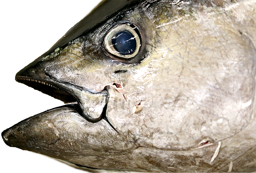 The fish that became. Tuna clipart tuna food
