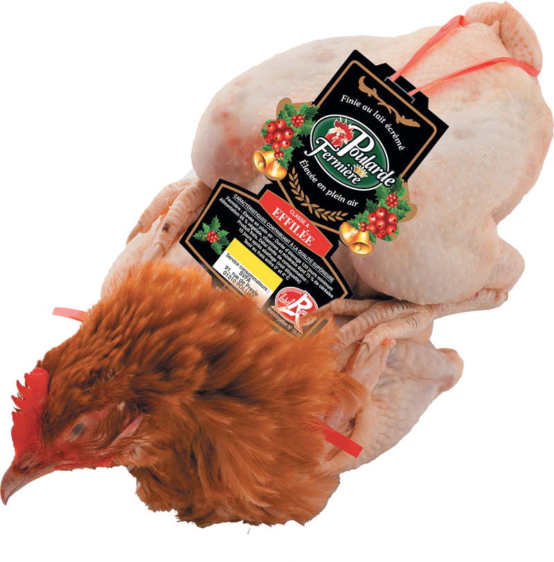 turkeys clipart poulet