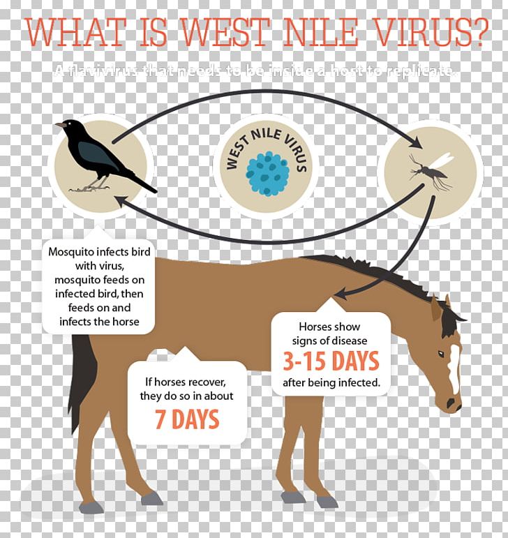 Horse west nile fever. Vaccine clipart virus