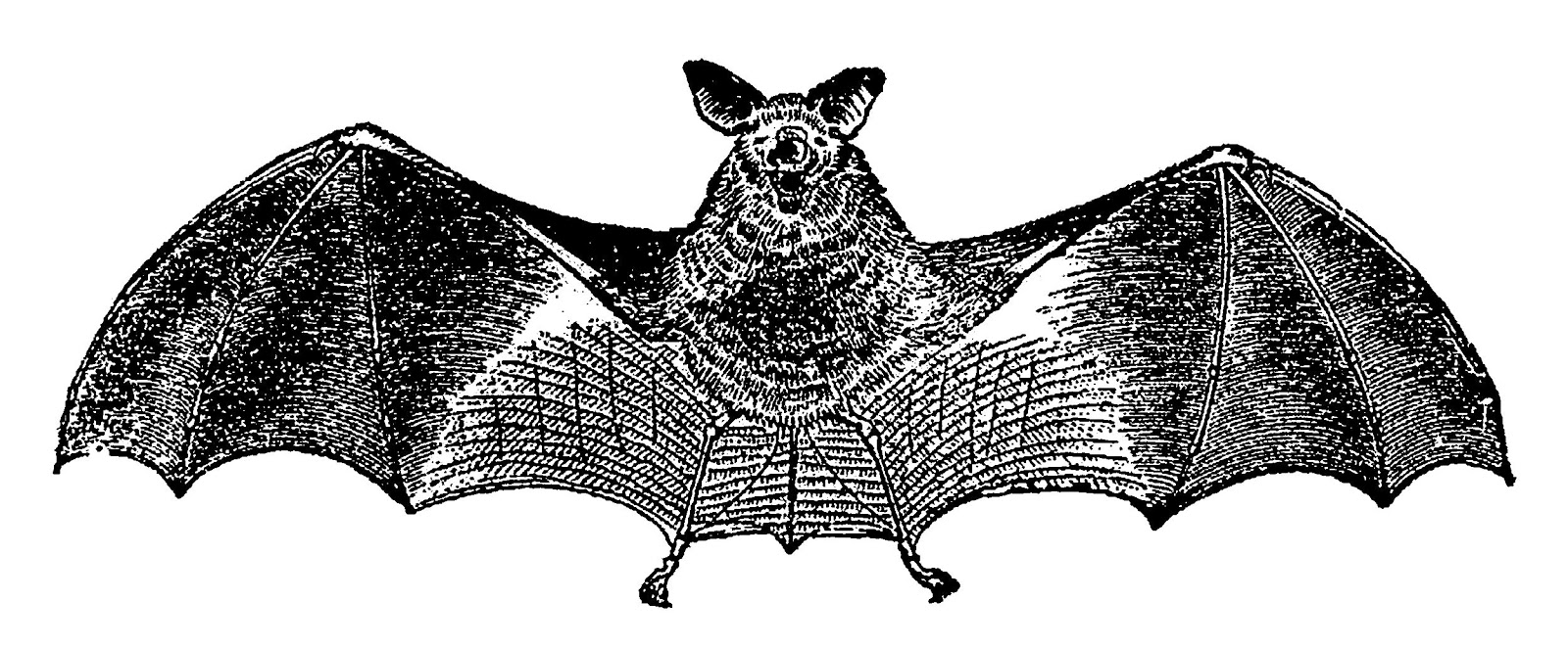 Vampire clipart spooky bat. Free download clip art