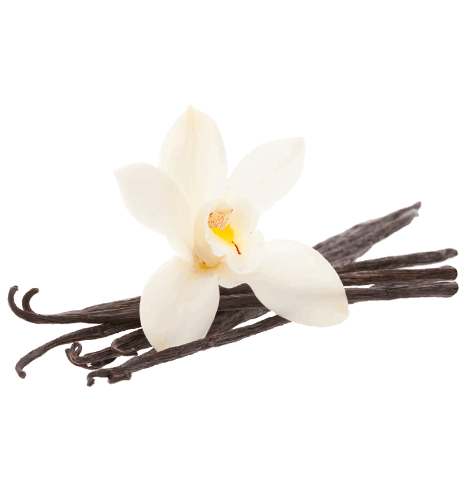 Vanilla flower png. Bean transparent stickpng