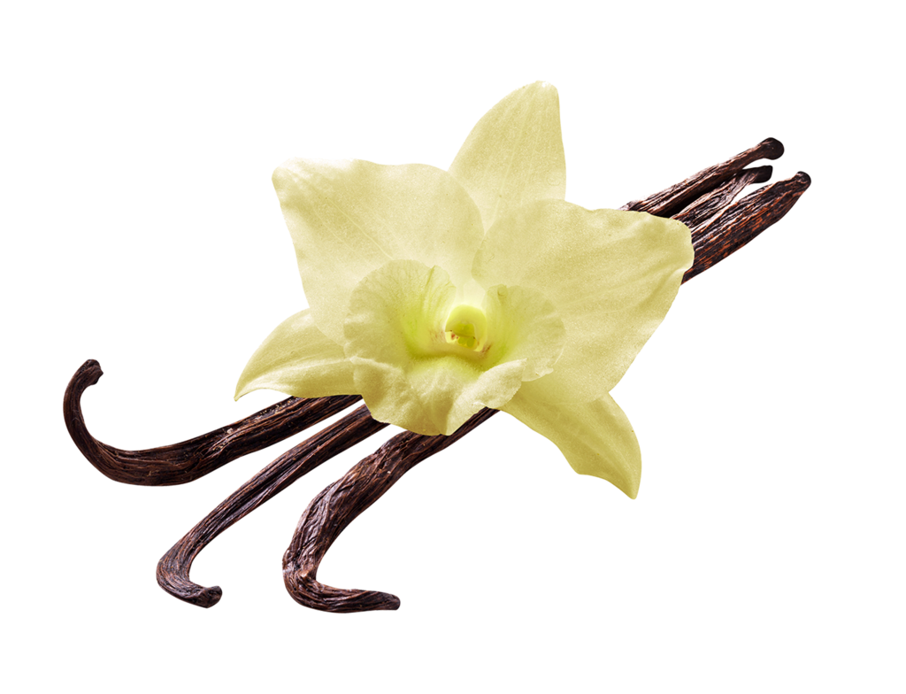 Vanilla flower png. Flavour allwinfoodthailand