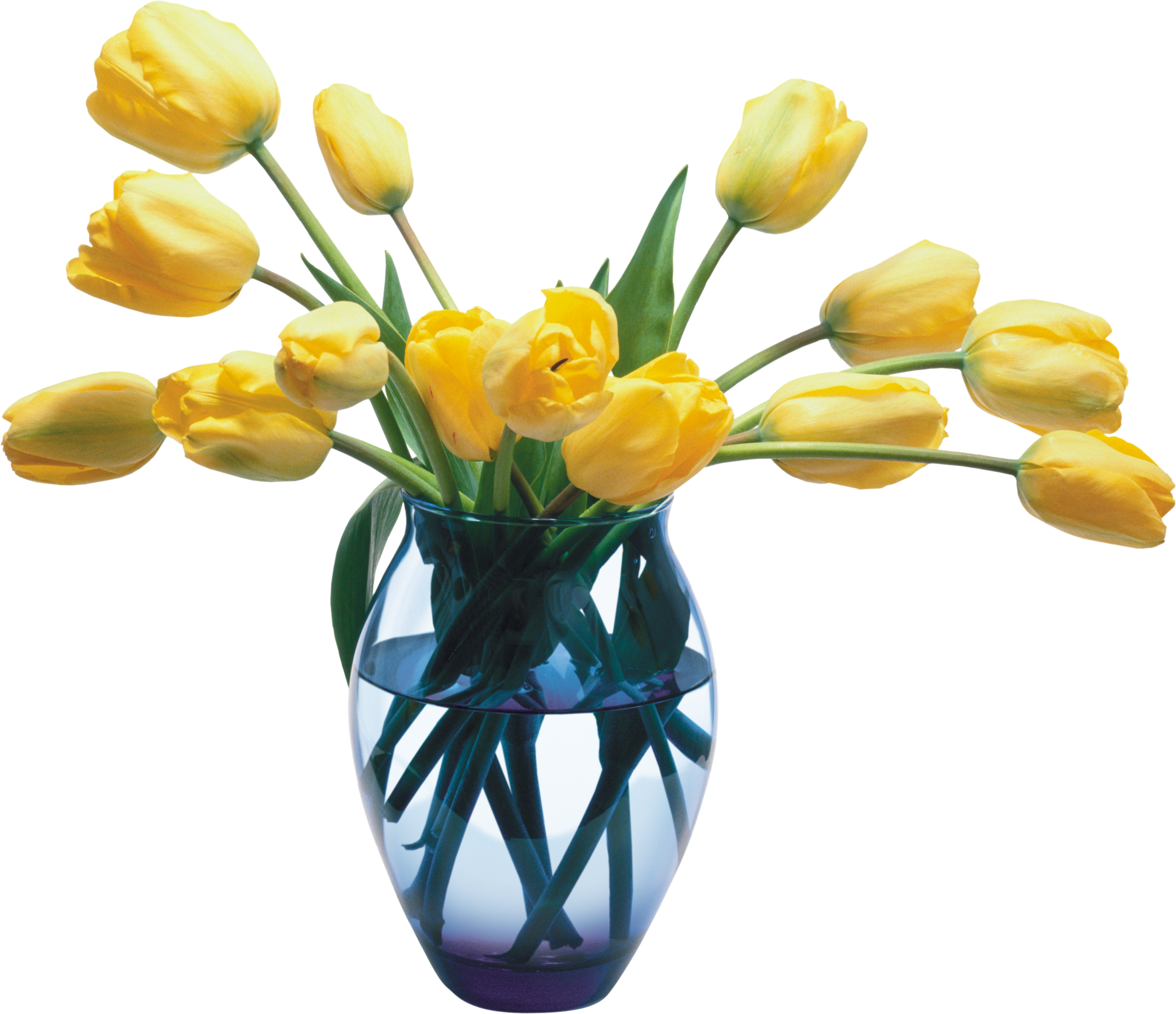 Images free download. Vase clipart tulip png