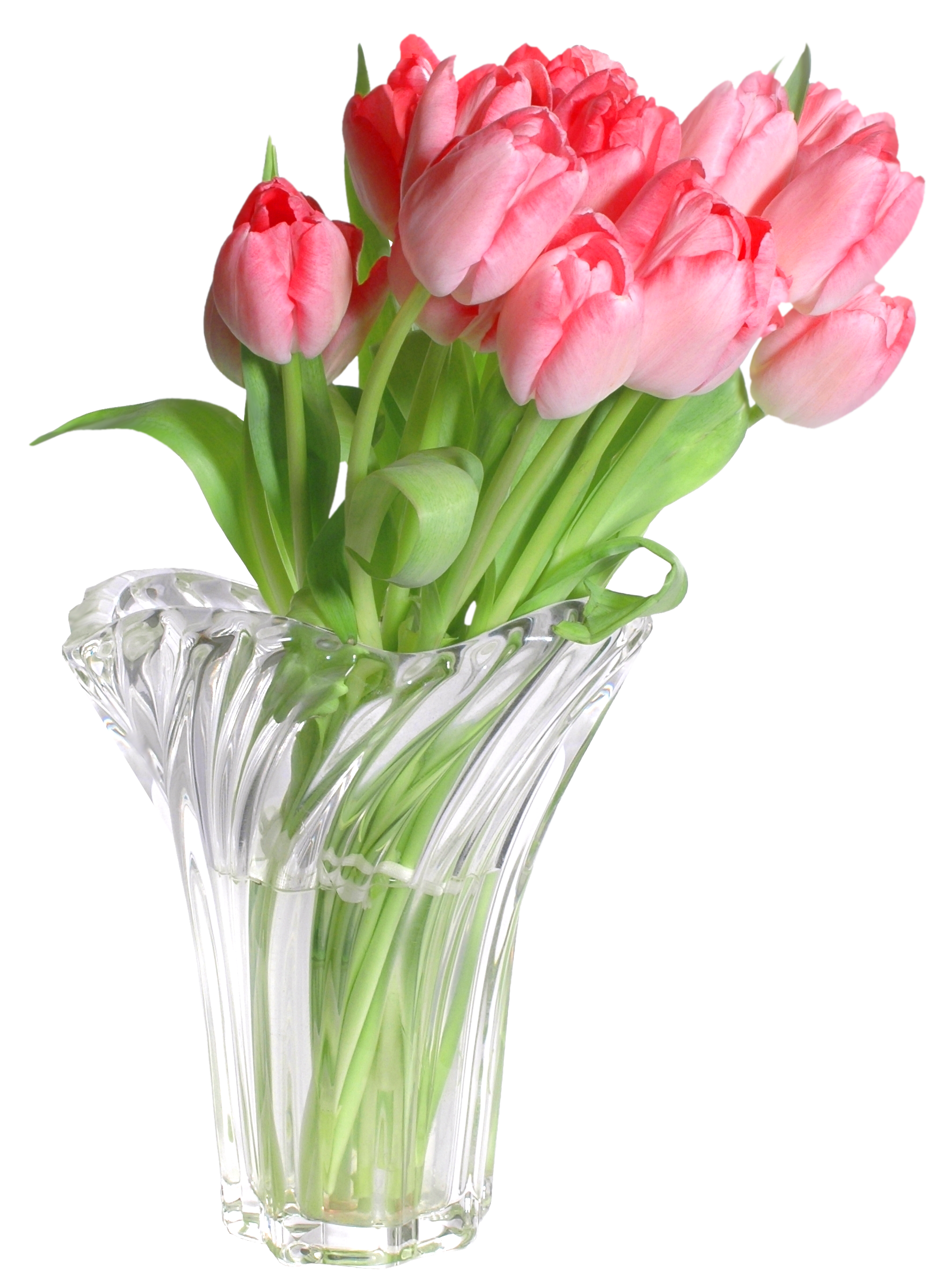 Pink tulips in png. Vase clipart two flower