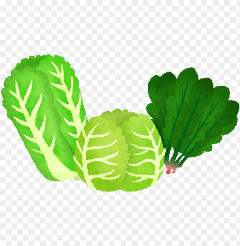 vegetables clipart leafy vegetable