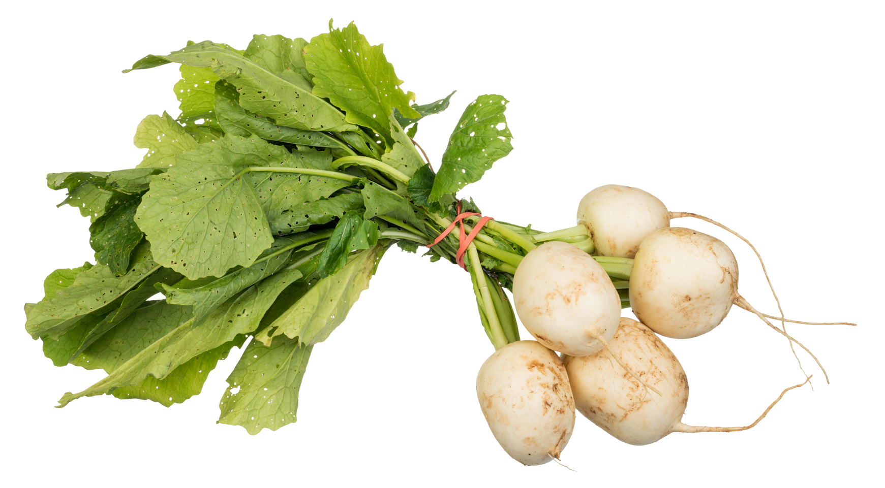 Turnips png image purepng. Vegetables clipart turnip