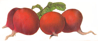 Old fashioned fruits and. Vegetables clipart vintage