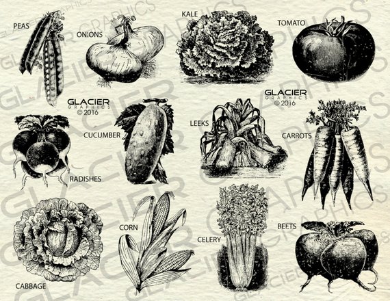 Vegetables clipart vintage. Farm vegetable illustrations printable