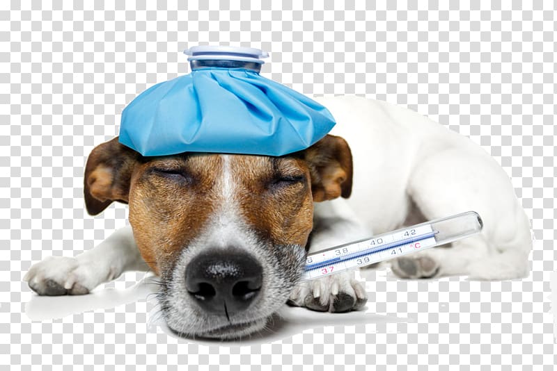 veterinarian clipart sick dog