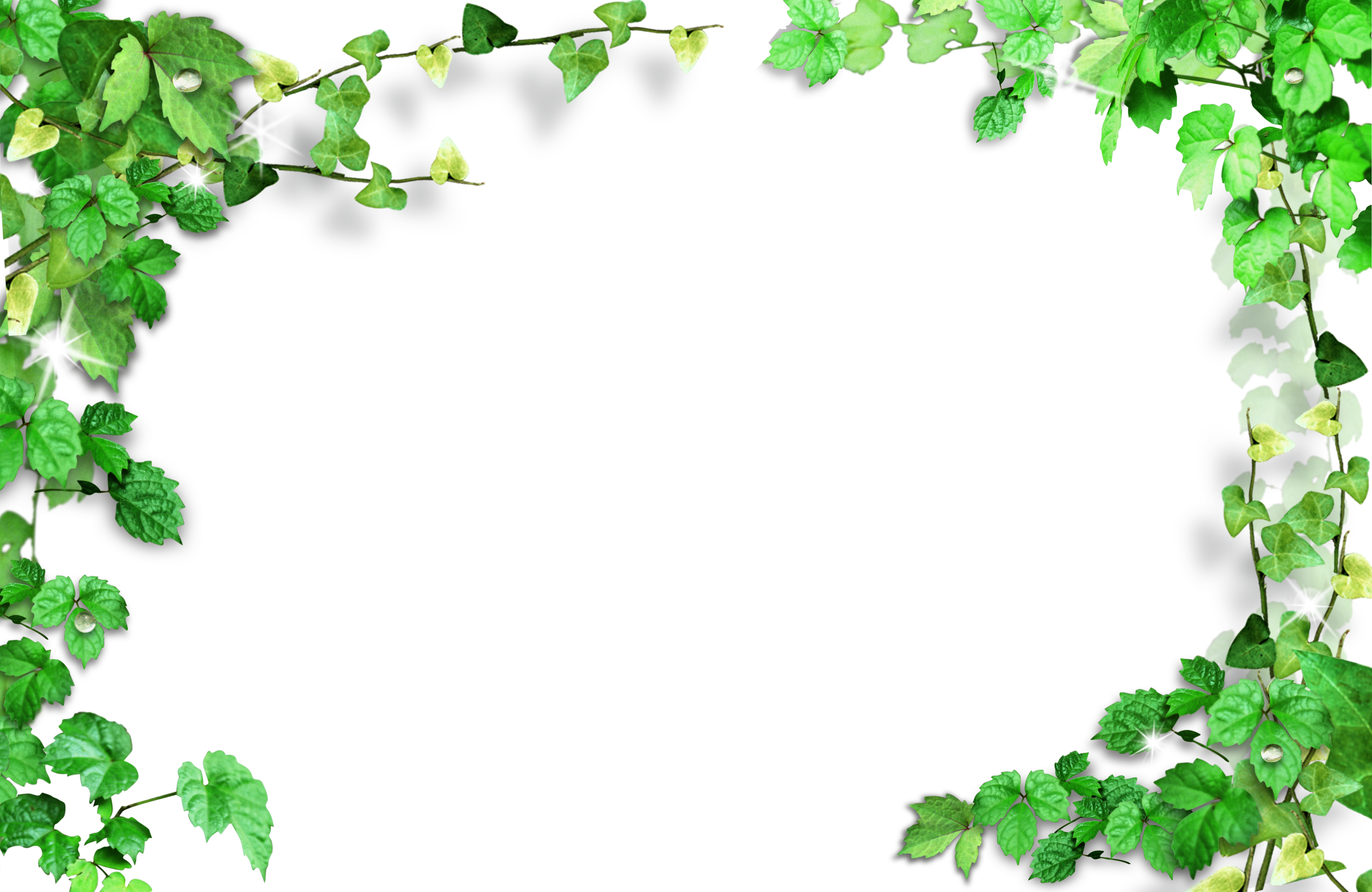 Vine frame png. Green leaves plant transprent