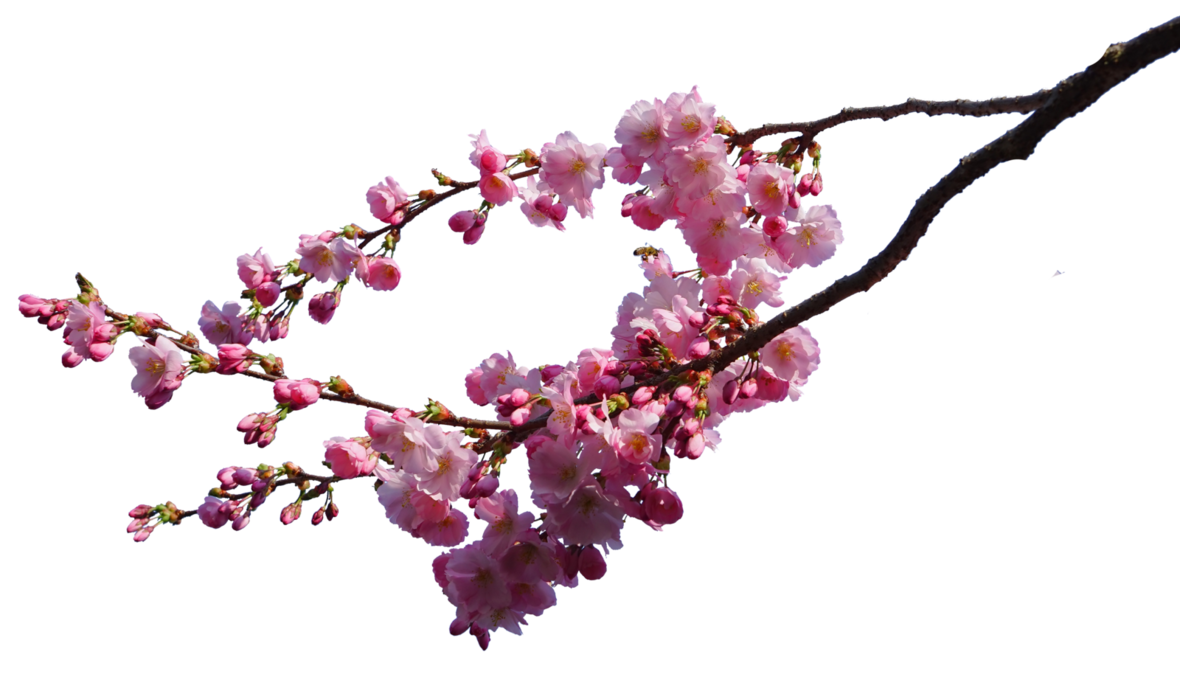 vines clipart cherry blossom