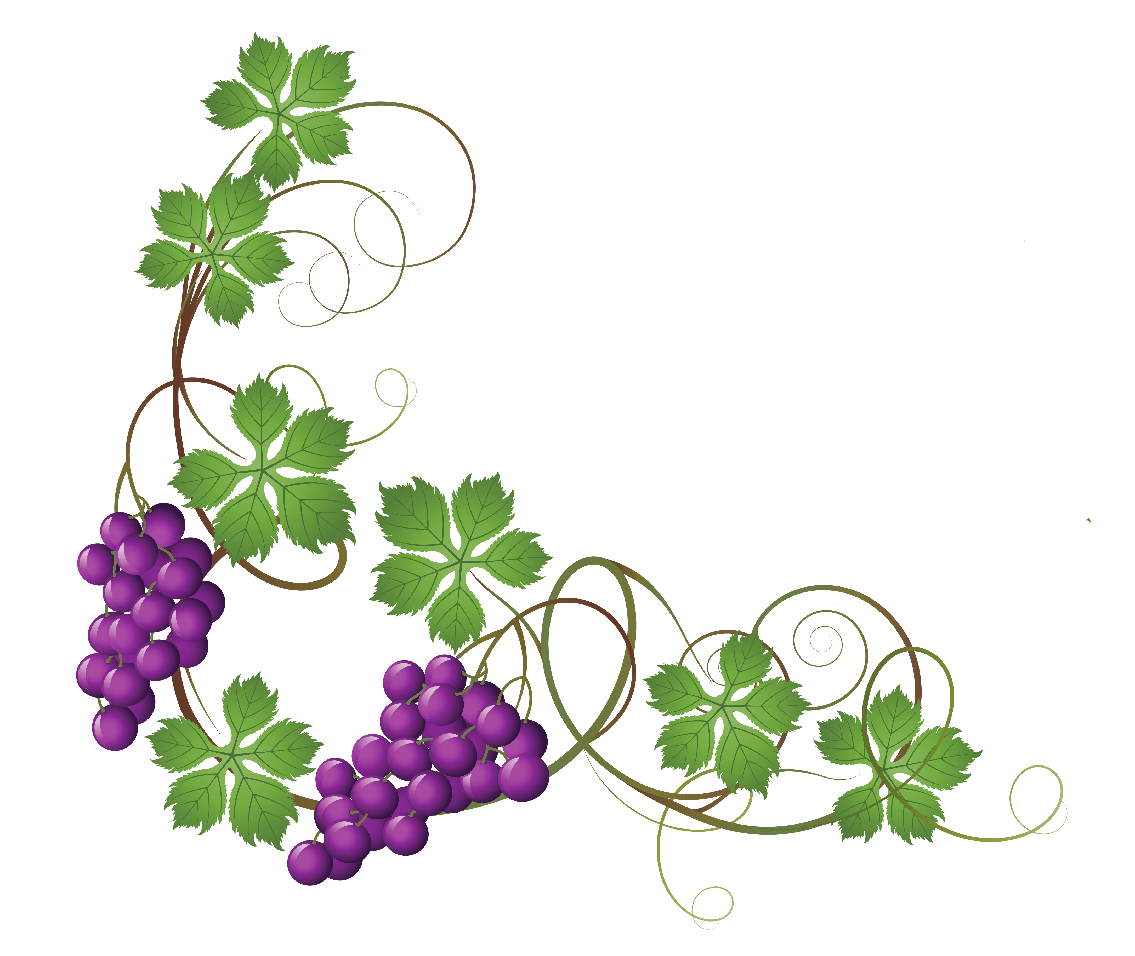 vines clipart decoration