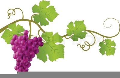 vines clipart grape