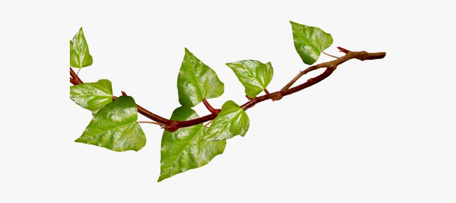 vines clipart leaf vine