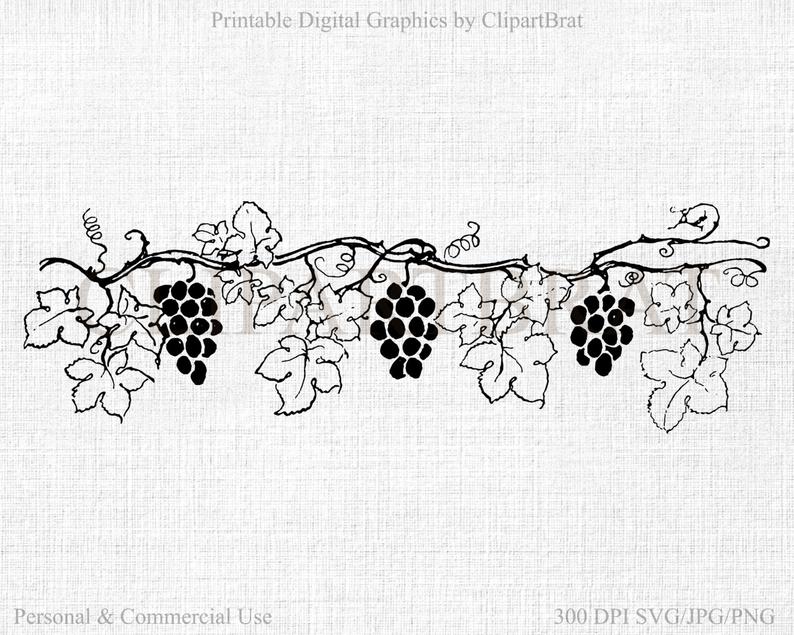 Vines clipart printable. Grape vine commercial use
