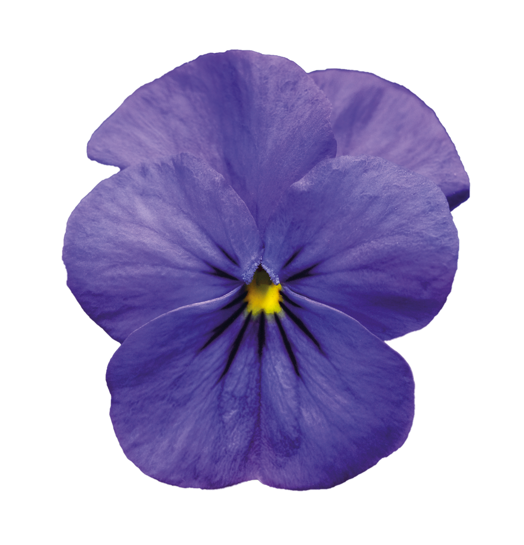 Violet flower png. Pic mart