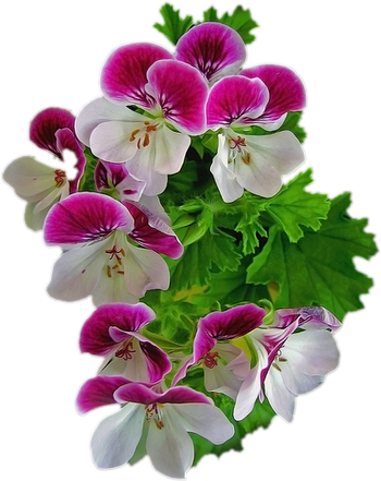 Pink clipart flowers pinterest. Violet flower png