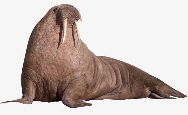 Walrus clipart animal antarctic. Png 