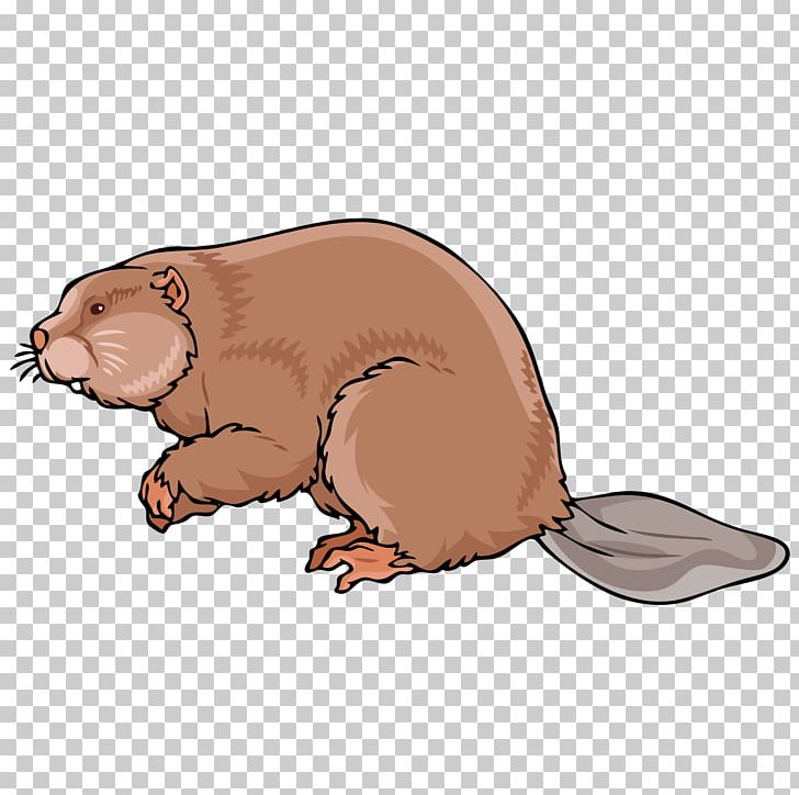 walrus clipart animal sea nz