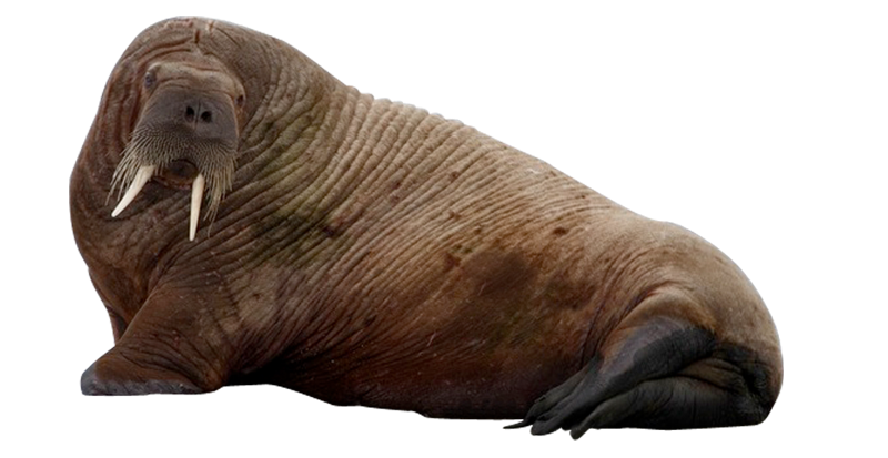 Png mart. Walrus clipart brown